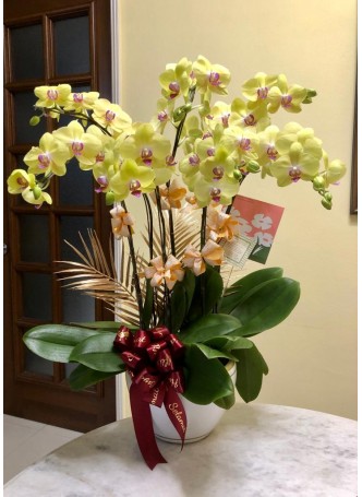 Phalaenopsis orchids